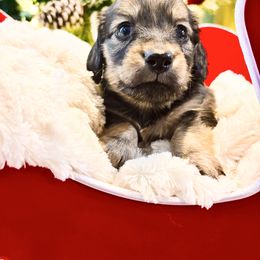 Pumpkin 3500 - Cream male Dachshund puppy in Sylvania, Alabama from Yancey’s Doxies