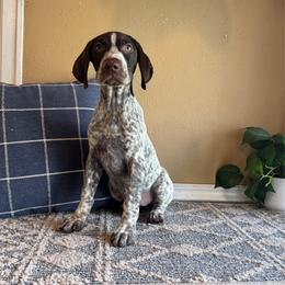 Estelle - Liver and white female German Shorthaired Pointer puppy in Ulen, Minnesota from North Wind Gundogs
