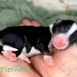 Tiernan - Tri-color male Bernedoodle puppy in Midland, Michigan from Northern Charm Farm