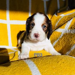 PB3 - Red and white male English Springer Spaniel puppy in Britton, South Dakota from K&S Canines