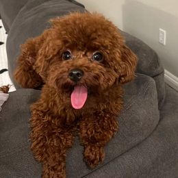 Rukawa - Poodle