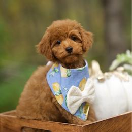 Logan - Red male Cockapoo puppy in Deming, Washington from Heavenly Puppies to Love