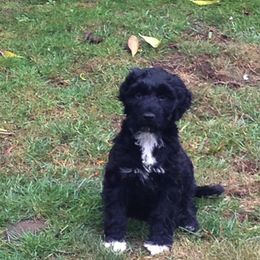 Portuguese Water Dog Puppies from Chien D’Eau Portuguese Water Dogs