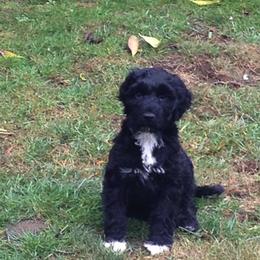 Portuguese Water Dog Puppies from Chien D’Eau Portuguese Water Dogs