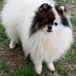 Remy - Pomeranian