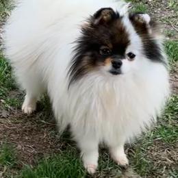 Remy - Pomeranian