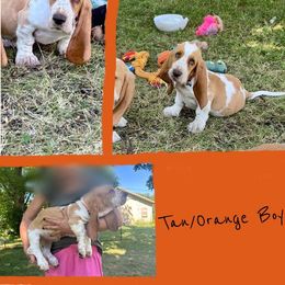 Basset Hound Puppies from For the Love of Long Ears AKC purebred Basset Hounds