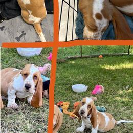 Basset Hound Puppies from For the Love of Long Ears AKC purebred Basset Hounds
