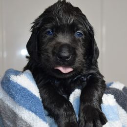 Dilute Retriever Puppies from Wicked Pines Retrievers