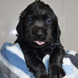 Dilute Retriever Puppies from Wicked Pines Retrievers