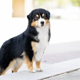 Knox - Miniature American Shepherd