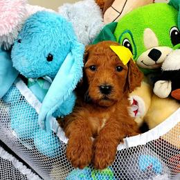 Poodle Puppies from Cartiers Kennel