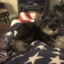 Miniature Schnauzer Puppies from Parsons’ Kennels