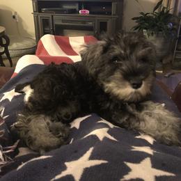 Miniature Schnauzer Puppies from Parsons’ Kennels