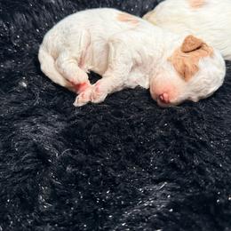 Boy 3 - Brown and white male Bernedoodle puppy in Cocoa, Florida from The Beach Doodles