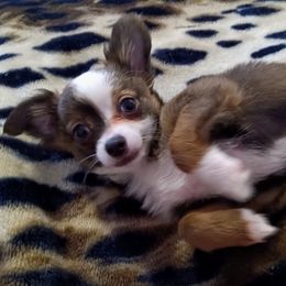Chihuahua Puppies from Chi Angels