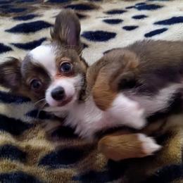 Chihuahua Puppies from Chi Angels