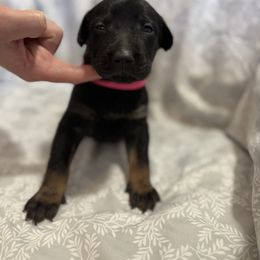 Girl 2 - Black female Xoloitzcuintli puppy in Payson, Utah from Jodi Zobell's Xoloitzcuintli