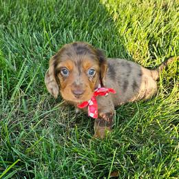 Choco - Dapple male Dachshund puppy in Utica, Ohio from Poodle Me Crazy