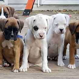 Boxers from Renee & Wesley's Boxer Puppies