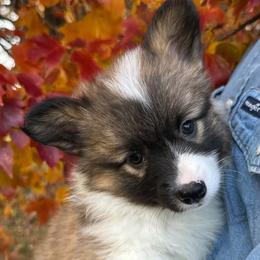 Cashew - Sable female Pembroke Welsh Corgi puppy in Lima, New York from Hickory Springs Corgis