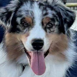 Australian Shepherds and Shetland Sheepdogs from Highland Shelties & Aussies