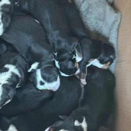 Boy 3 - Black, white and red male Greater Swiss Mountain Dog puppy in Knoxville, Maryland from Dahlgren Swissys