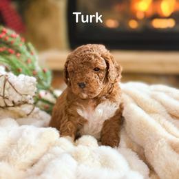 Turk - Red  male Goldendoodle puppy in Saint George, Utah from Ashlee's Goldendoodles