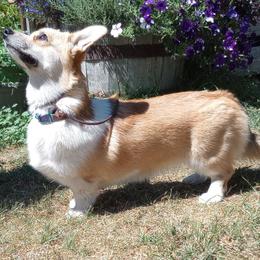 Melodi - Pembroke Welsh Corgi