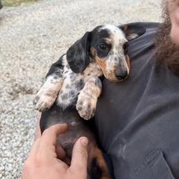 Buckwheat - Piebald male Dachshund puppy in Crossville, Tennessee from Golden Mini Farm