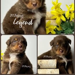 6 Legand - Red tri-color male Australian Shepherd puppy in Huntington, Texas from JKKJ Farms, LLC