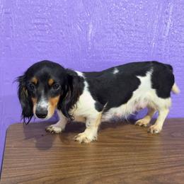 Ski - Dachshund