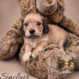 Sinclair - Cream male Dachshund puppy in Greenfield, Ohio from Buck Run Creek Dachshunds
