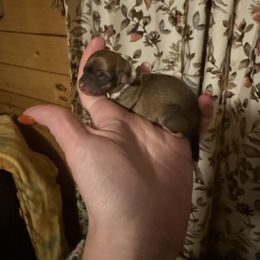 Girl 1 - Chocolate and white female Chihuahua puppy in Murphy, North Carolina from Karolina Kennels