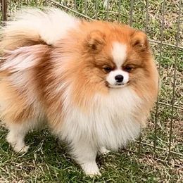 Jasper - Pomeranian