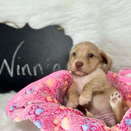 Winnie-2750 - Cream female Dachshund puppy in Great Bend, Pennsylvania from Dashing Doxies