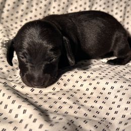 Shadow - Black male Dachshund puppy in Los Angeles, California from Dachshunds of the Desert