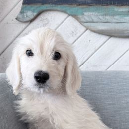 Goldendoodle, Golden Retriever, Poodle, and Shih Tzu Puppies from Platinum Paws Puppies