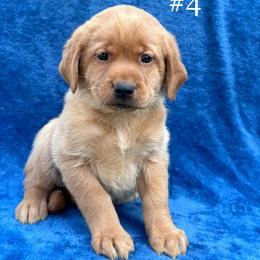 Fourth born female - Yellow female Labrador Retriever puppy in Antwerp, Ohio from Clark’s Loyal Labradors