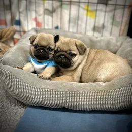 Pug Puppies from Triptych Kennels