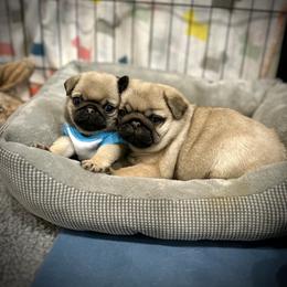 Pug Puppies from Triptych Kennels