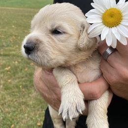 Barbara - Golden Retriever puppy in Byron Center, Michigan from Little House on the Farmie