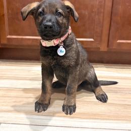 Pink - Sable female German Shepherd puppy in Buckeue, Arizona from Légende Vivante Du Chief Kennel