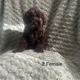 Rosie - Chocolate Australian Labradoodle puppy in Morristown, New Jersey from English Manor Labradoodles