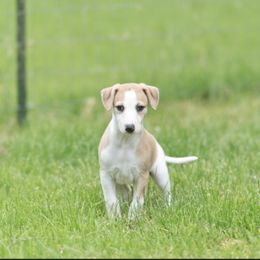 Whippet Puppies from Solidago