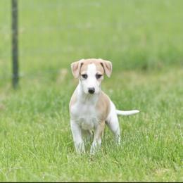 Whippet Puppies from Solidago