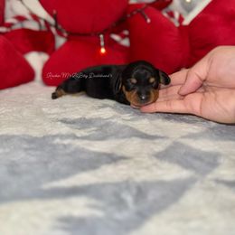 Sugar - Black and tan female Dachshund puppy in Ceres, California from Rockin' M’s LilBitty Dachshunds (LBD)