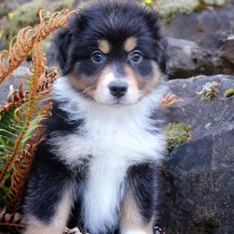Miniature American Shepherd Puppies from Casita Miniature American Shepherds