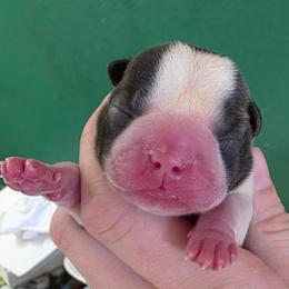 Girl 1 - Brindle and white female Boston Terrier puppy in Denver, Colorado from Diamonds In The Ruff Boston Terriers