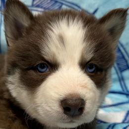 AKC Maple - Red and white female Siberian Husky puppy in Centreville, Maryland from Huskies By the Bay